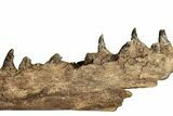 Fossil Mosasaur Jaw From Laayoune, Morocco - New Location #353161-5